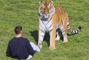 Man Dies After Tiger Attack, Doncaster, England: Fatal Incident at Yorkshire Wildlife Park
